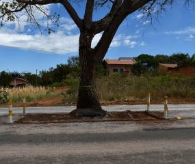 Prefeitura de Paraíso sinaliza e preserva cajazeira que cresceu no meio de uma avenida; ''Um símbolo para os moradores''