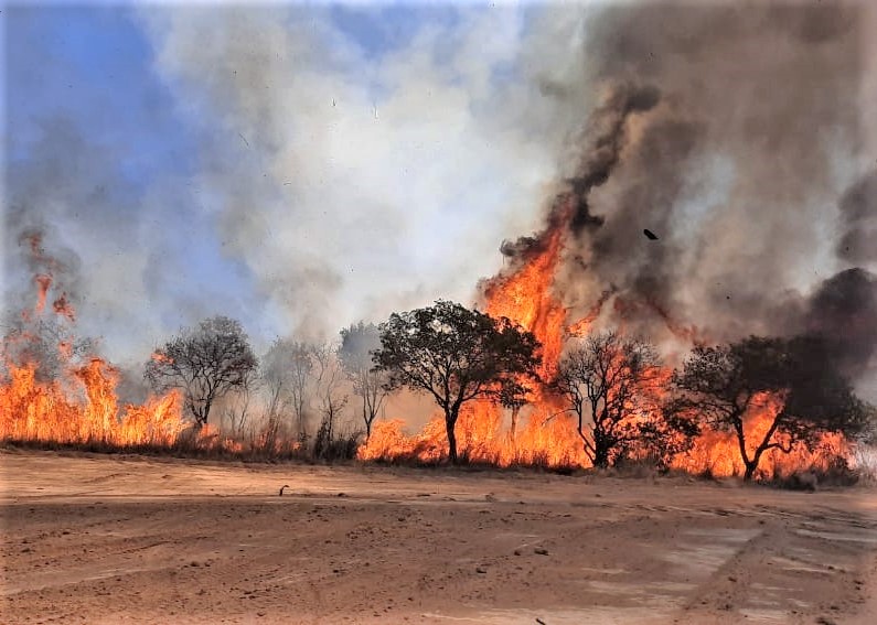 Incêndio florestal na região norte de Palmas destrói mais 900 mil metros de área verde