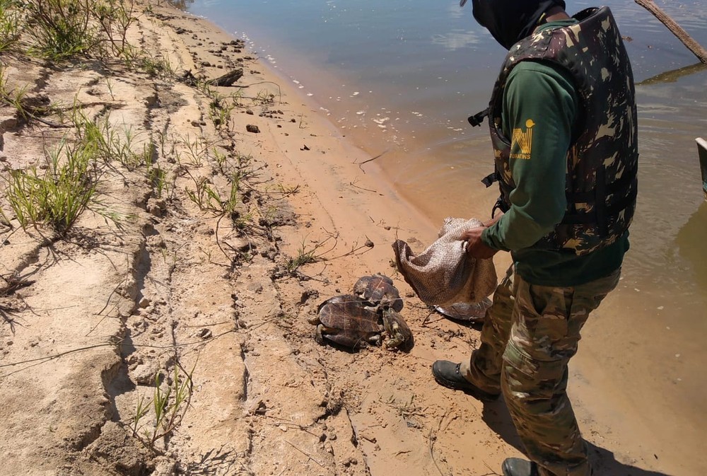 Fiscalização encontra barracão de madeira no Parque Estadual do Cantão e resgatam tartarugas capturadas por pescador